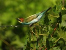 www.nasiptaci.info
