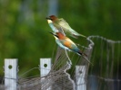 www.nasiptaci.info