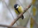 www.nasiptaci.info