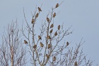 www.nasiptaci.info
