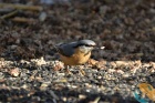 www.nasiptaci.info