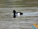 www.nasiptaci.info