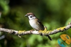 www.nasiptaci.info