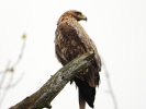 www.nasiptaci.info