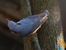 www.nasiptaci.info