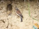 www.nasiptaci.info