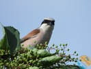www.nasiptaci.info