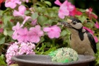 bird-1703815_1280