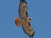 red-tailed-hawk-1712098_1280