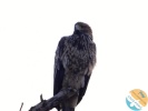 www.nasiptaci.info