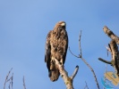 www.nasiptaci.info