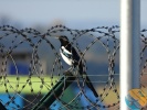 www.nasiptaci.info