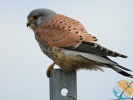 www.nasiptaci.info