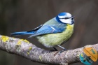 www.nasiptaci.info