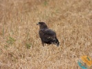 www.nasiptaci.info