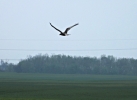 dravci_13_4_19_1