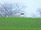 dravci_13_4_19_19
