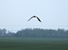 dravci_13_4_19_2