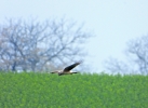 dravci_13_4_19_20