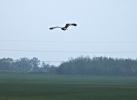 dravci_13_4_19_3