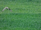 dravci_13_4_19_31