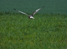 dravci_13_4_19_4