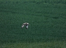 dravci_13_4_19_41