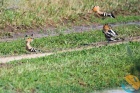 www.nasiptaci.info
