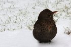 47bird