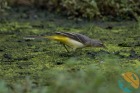 konipas_horsky_2026-10-05_10N