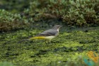 konipas_horsky_2026-10-05_11N