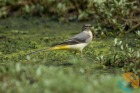 konipas_horsky_2026-10-05_12N