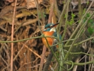 www.nasiptaci.info
