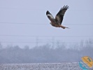 www.nasiptaci.info