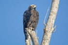 20261004nasiptaci462
