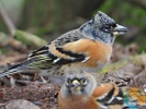 www.nasiptaci.info