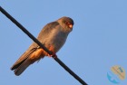 postolka_rudonoha_nasiptaci.info_2026-09-30_3N