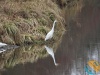 volavka bílá