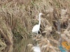 volavka bílá