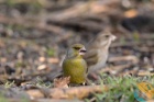 zvonek zelený