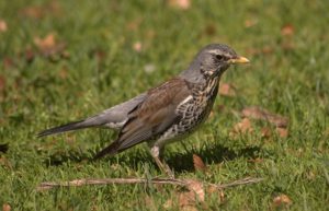 Zpívají opravdu městští ptáci déle?