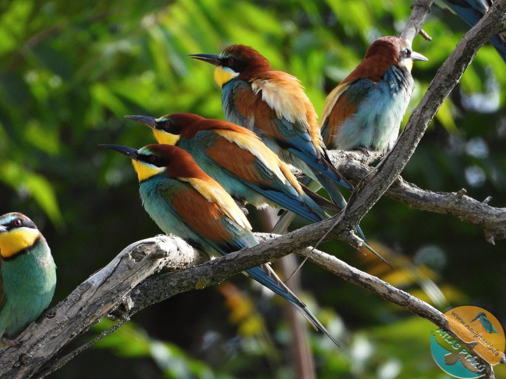 Kompletní průvodce světem našich ptáků. Atlas s fotkami a zvuky, články o druzích a rady, jak přikrmovat. Informační web pro všechny přátele přírody NAŠI PTÁCI