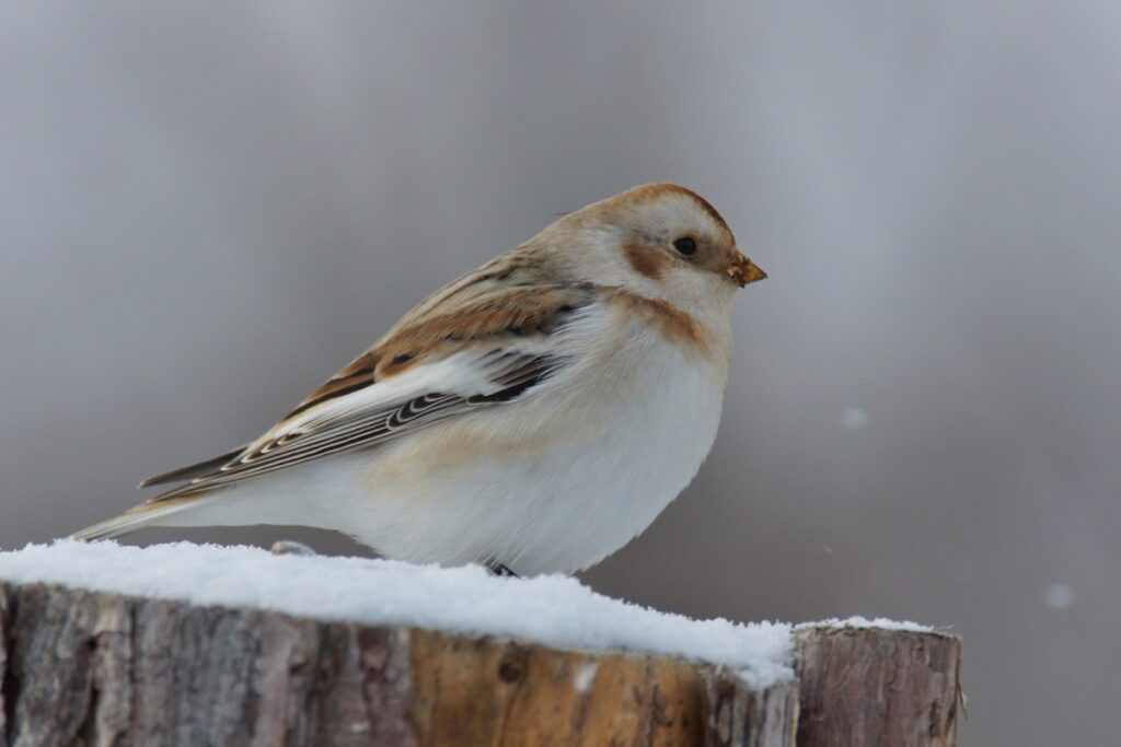 Kompletní průvodce světem našich ptáků. Atlas s fotkami a zvuky, články o druzích a rady, jak přikrmovat. Informační web pro všechny přátele přírody NAŠI PTÁCI