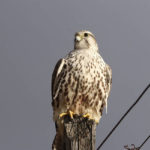 Raroh velký (Falco cherrug)