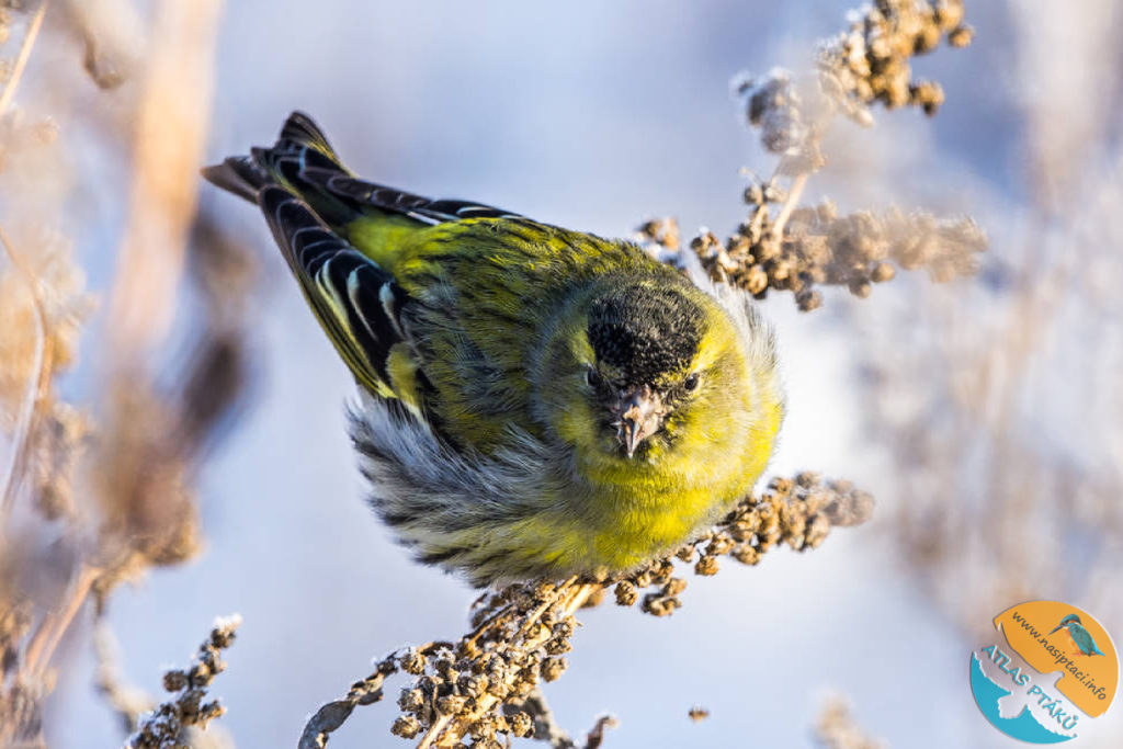 Kompletní průvodce světem našich ptáků. Atlas s fotkami a zvuky, články o druzích a rady, jak přikrmovat. Informační web pro všechny přátele přírody NAŠI PTÁCI
