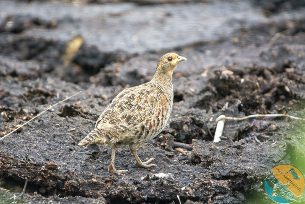 Kompletní průvodce světem našich ptáků. Atlas s fotkami a zvuky, články o druzích a rady, jak přikrmovat. Informační web pro všechny přátele přírody NAŠI PTÁCI