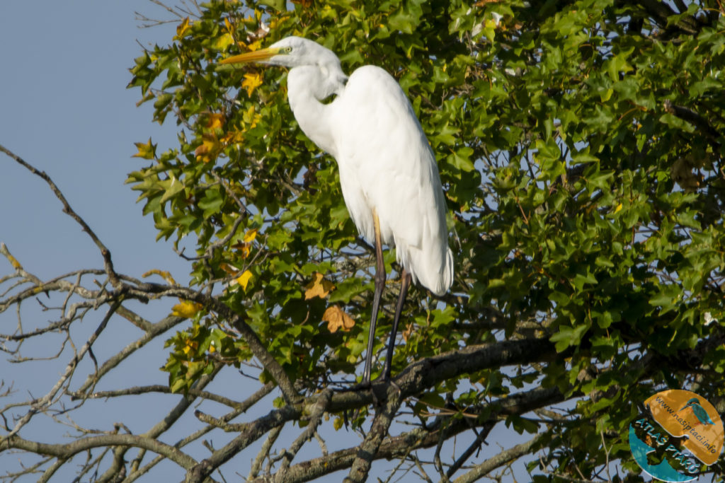Kompletní průvodce světem našich ptáků. Atlas s fotkami a zvuky, články o druzích a rady, jak přikrmovat. Informační web pro všechny přátele přírody NAŠI PTÁCI