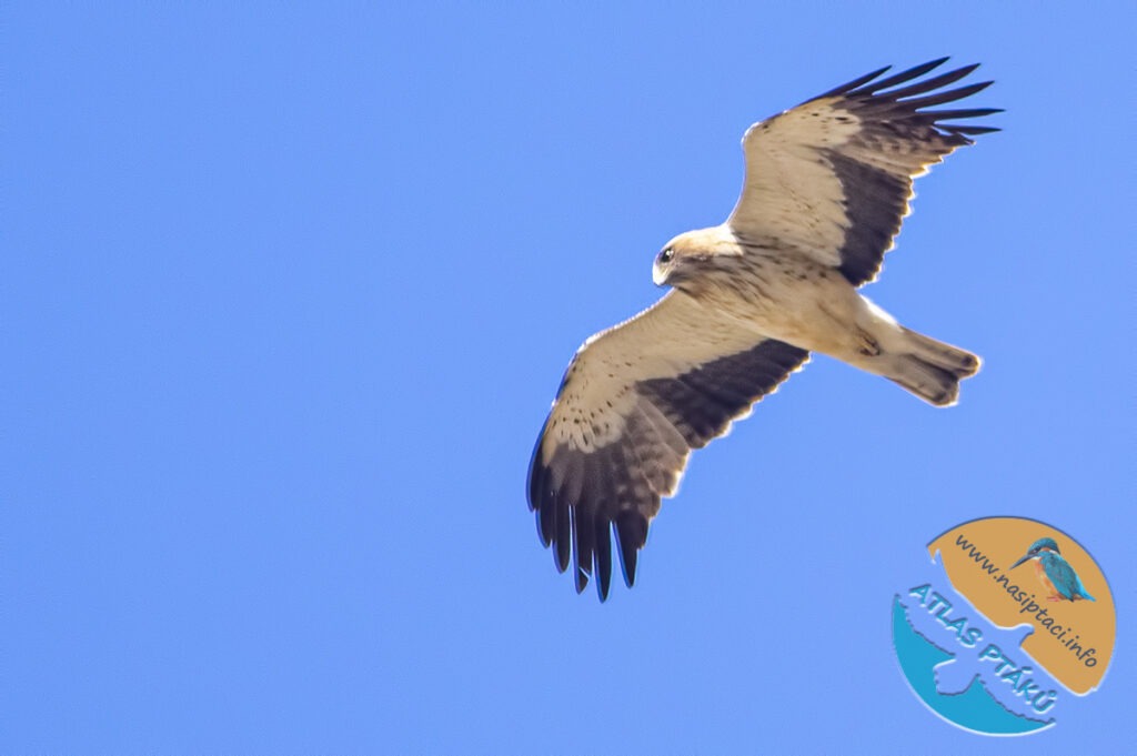 Kompletní průvodce světem našich ptáků. Atlas s fotkami a zvuky, články o druzích a rady, jak přikrmovat. Informační web pro všechny přátele přírody NAŠI PTÁCI