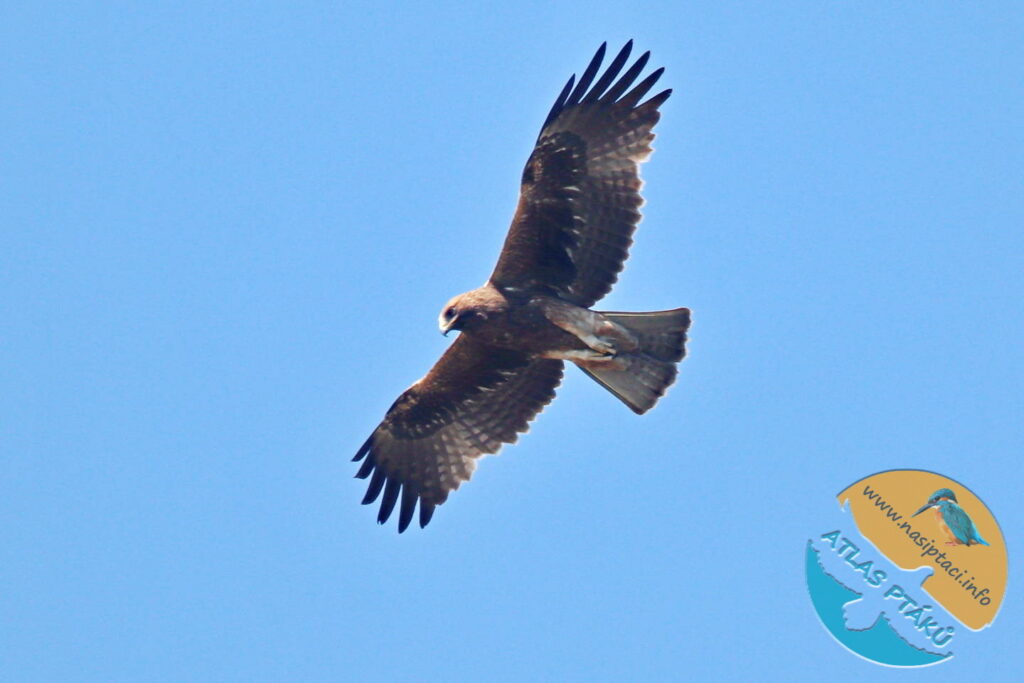 Kompletní průvodce světem našich ptáků. Atlas s fotkami a zvuky, články o druzích a rady, jak přikrmovat. Informační web pro všechny přátele přírody NAŠI PTÁCI