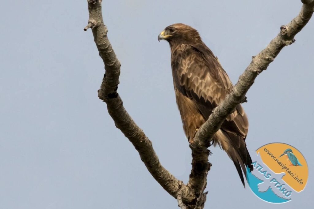 Kompletní průvodce světem našich ptáků. Atlas s fotkami a zvuky, články o druzích a rady, jak přikrmovat. Informační web pro všechny přátele přírody NAŠI PTÁCI